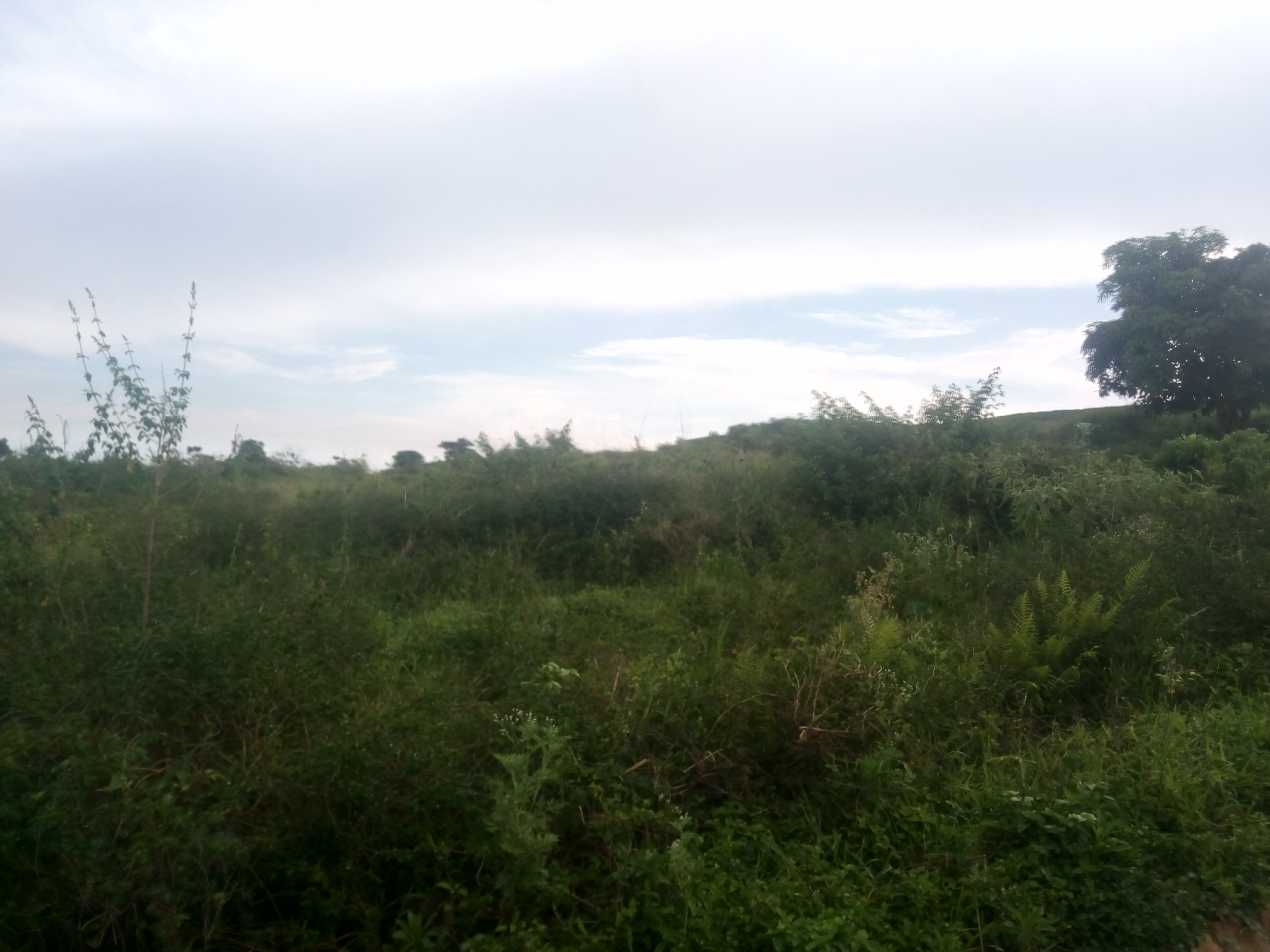 Well located 1000acres/1.5squaremiles in Kyankwanzi