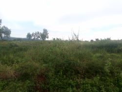 Well located 1000acres/1.5squaremiles in Kyankwanzi