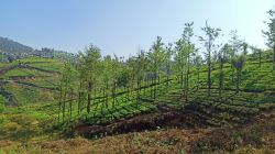 Ooty Residential Property For sale