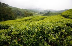 Significant tea estates for sale in North Bengal