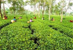 High quality CTC tea gardens are available for sale in Darje