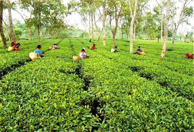 Large tea gardens for sale in North Bengal and Assam