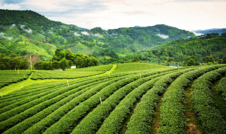 Amazing Tea Garden Available For Sale In Darjeeling