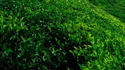 Best Tea Garden Available For Sale In North Bengal
