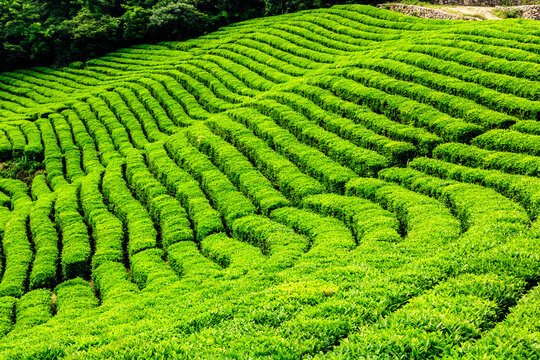 Urgent Sale Of Tea Garden In Dooars