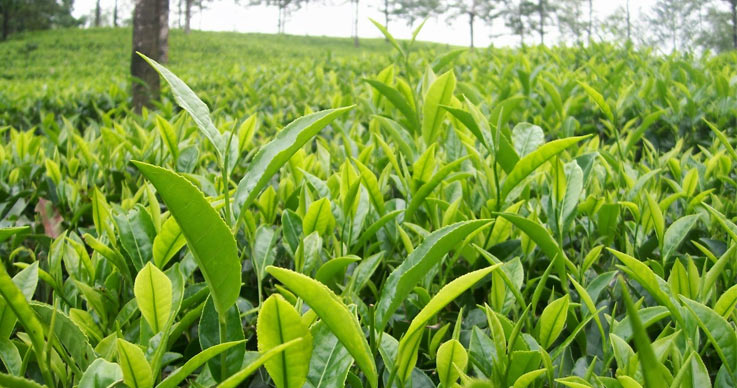High-Quality Tea-Estate Available For Sale In North Bengal