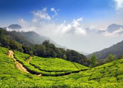 Best Tea Estates are ready for sale in Darjeeling