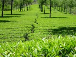 Urgent Sale Of Beautiful Tea Garden In Darjeeling
