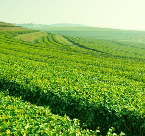 Tea Garden Ready for sale in Best Location of North Bengal