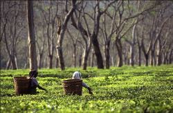 Best Quality Tea Garden Sale In Low Price At North Bengal