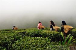 Amazing Tea Estate Are Ready For Sale In Dooars