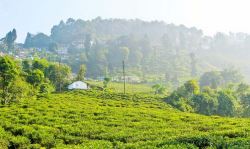 Excellent Tea Estate Ready For Sale In North Bengal