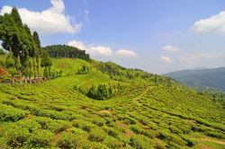 Urgent Sale Of Excellent Tea Gardens In Darjeeling
