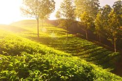 Tea-estate is for sale with provison of tea tourism industry