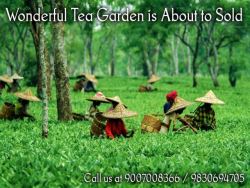 Beautiful tea gardens are available for sale in Dooars