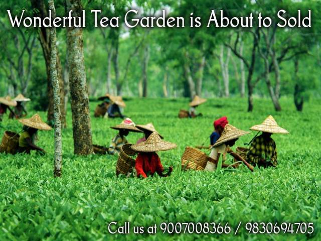 Beautiful Tea Gardens Are Ready For Sale In Dooars