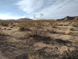 INSANELY GORGEOUS Joshua Tree Land: 2.23 Acres of Pure Parad